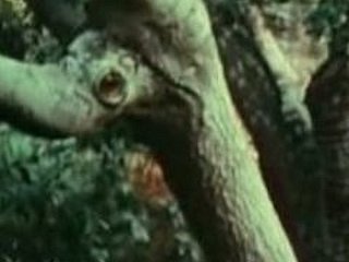 نوجوان لڑکی Bigfoot کی طرف سے گڑبڑ